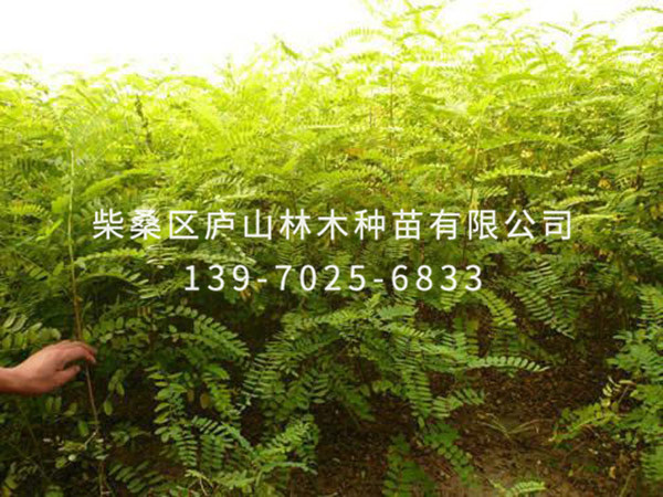 國槐幾種常見(jiàn)病蟲(chóng)害防治方法