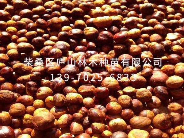 紅花七葉樹(shù)種子