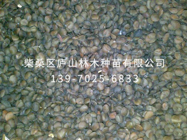 樂(lè )東擬單性木蘭種子
