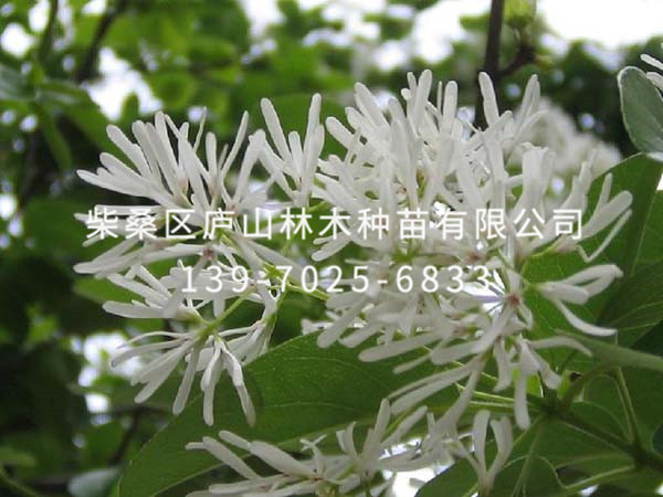 牛筋樹(shù)種子