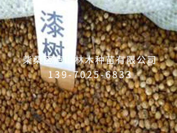 漆樹(shù)種子