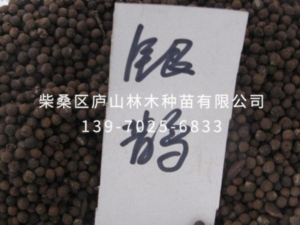 銀鵲樹(shù)種子