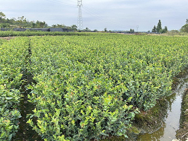 油茶苗